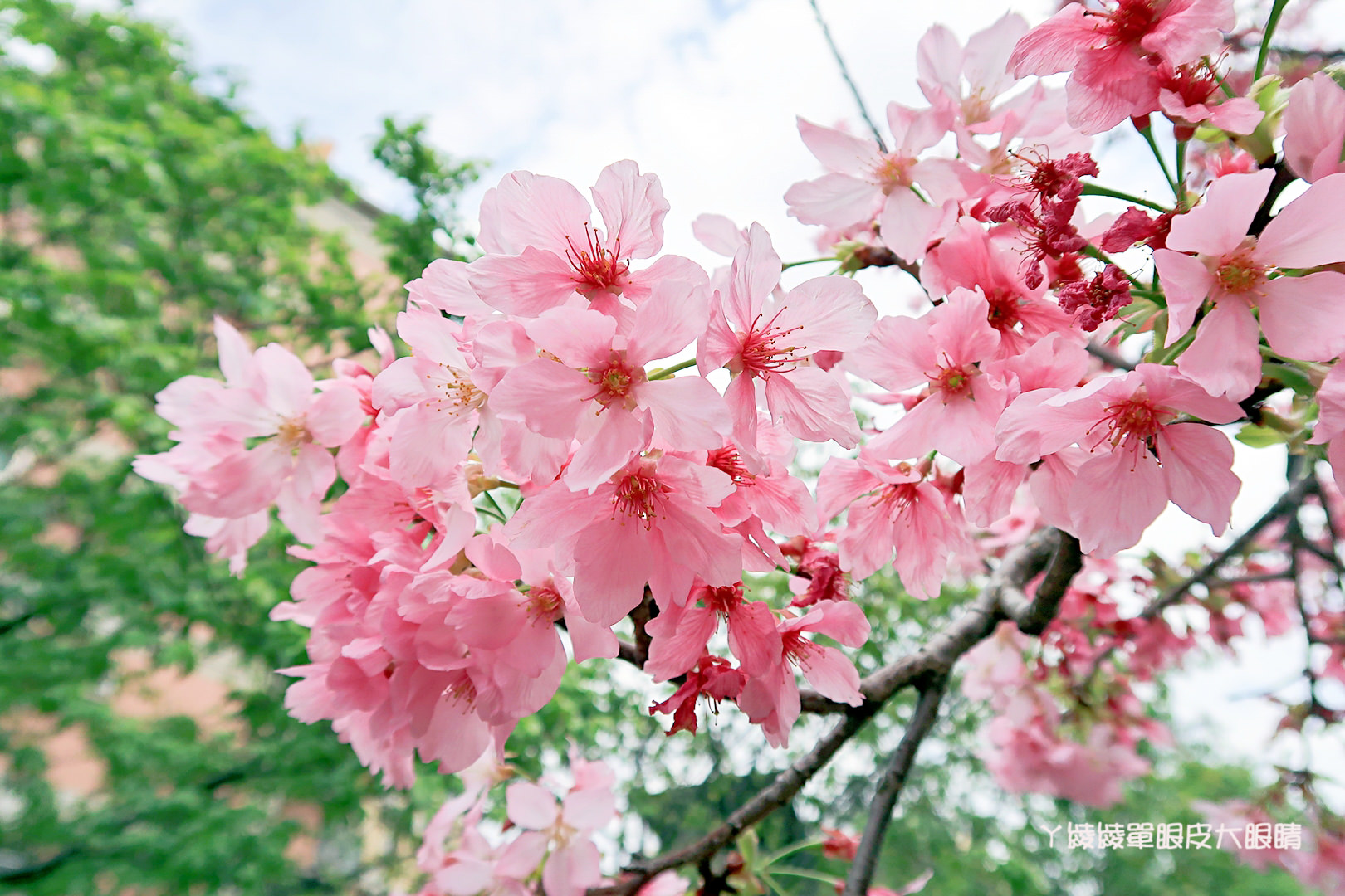 樱花图案高清