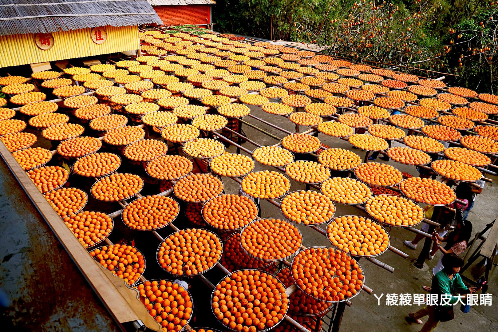 新竹旅遊景點推薦！新埔味衛佳柿餅觀光農場，一起來捏柿餅、玩柿染！