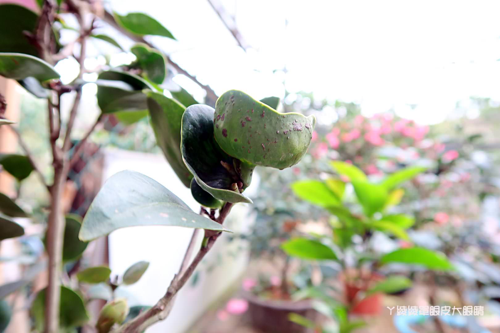 新竹旅遊景點｜全國最大茶花展在新竹！《佳信茶花園》用心投入的在地花農