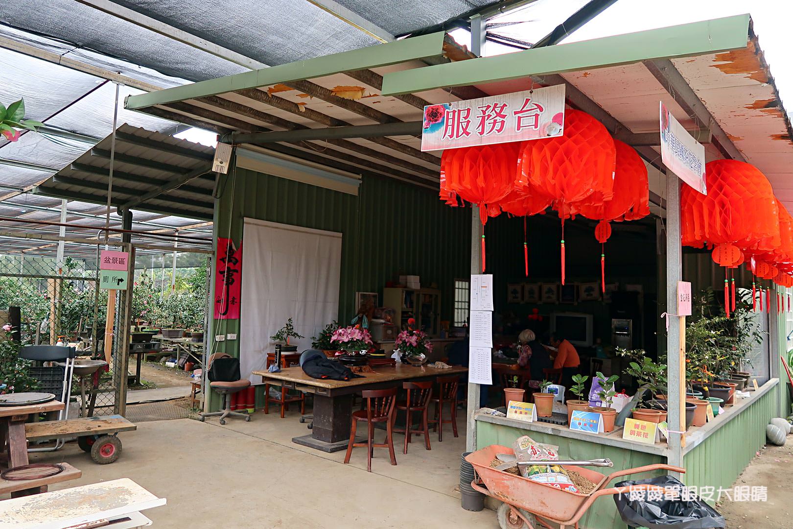 新竹旅遊景點｜全國最大茶花展在新竹！《佳信茶花園》用心投入的在地花農