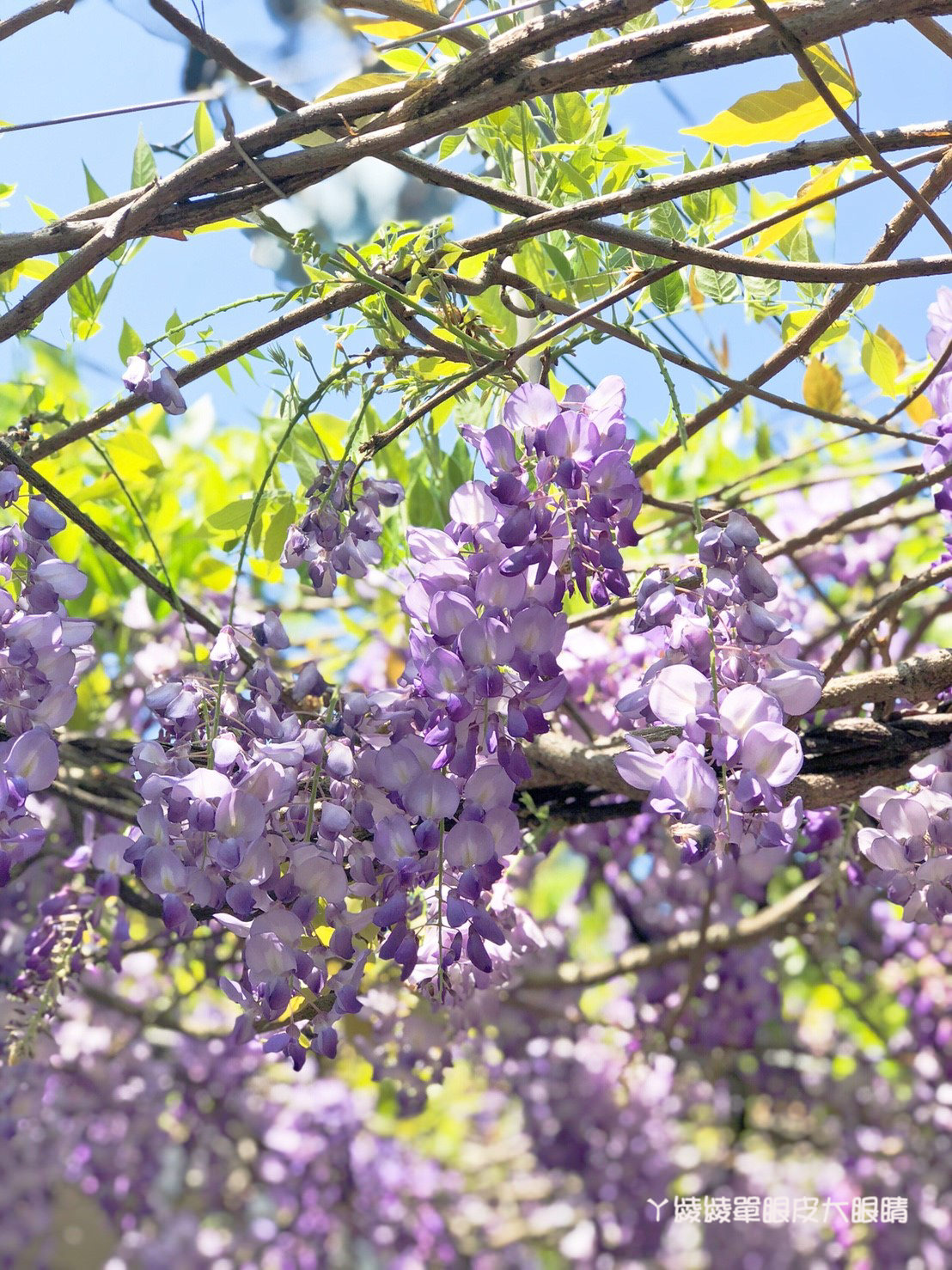 新竹旅遊景點！紫藤花盛開，新埔紫藤居限時開放，免費參觀夢幻紫色花瀑