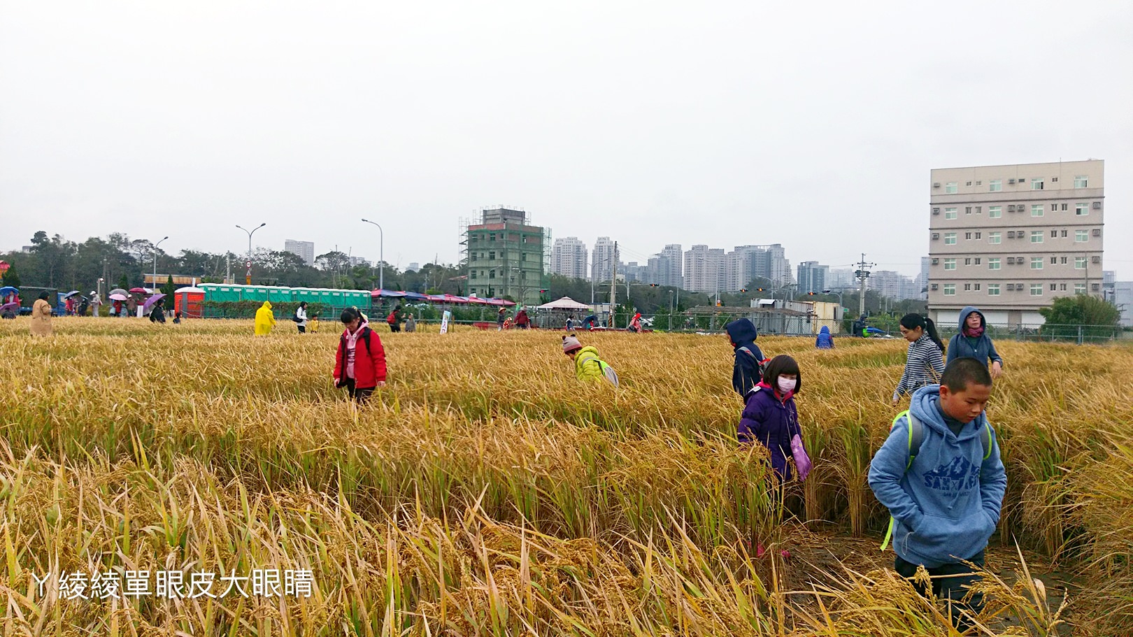 2020竹東地瓜節焢窯強勢回歸！竹東地區出現巨型稻田迷宮，連兩天放假一起來體驗農村活動