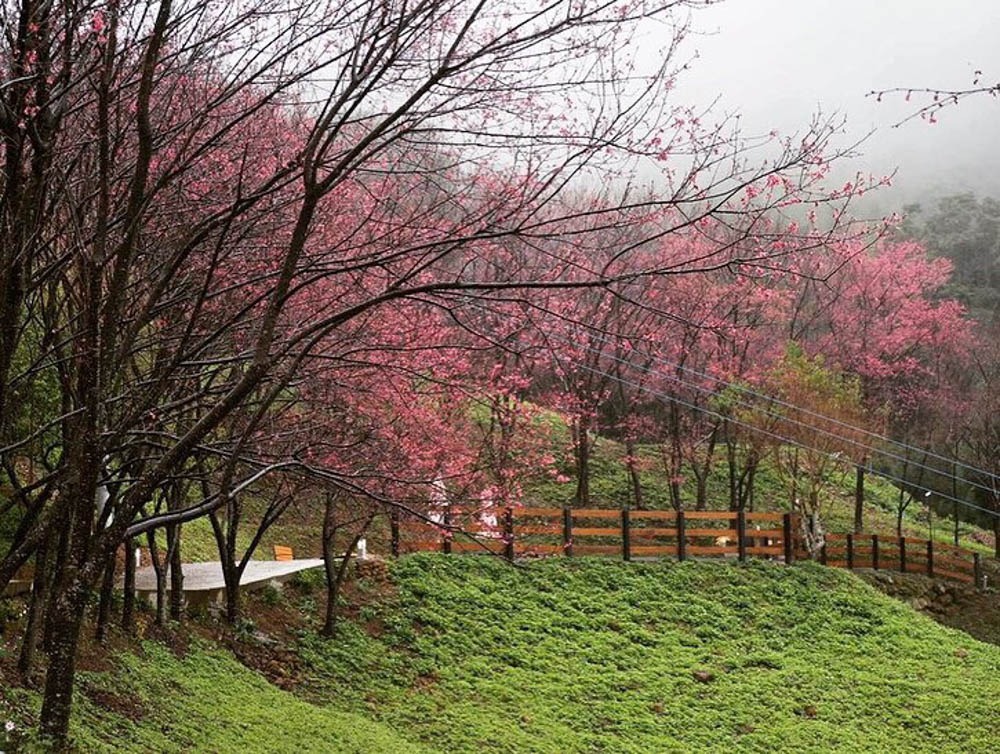 桃園旅遊景點推薦翠墨莊園！粉嫩櫻花林步道浪漫登場，期間限定和服體驗