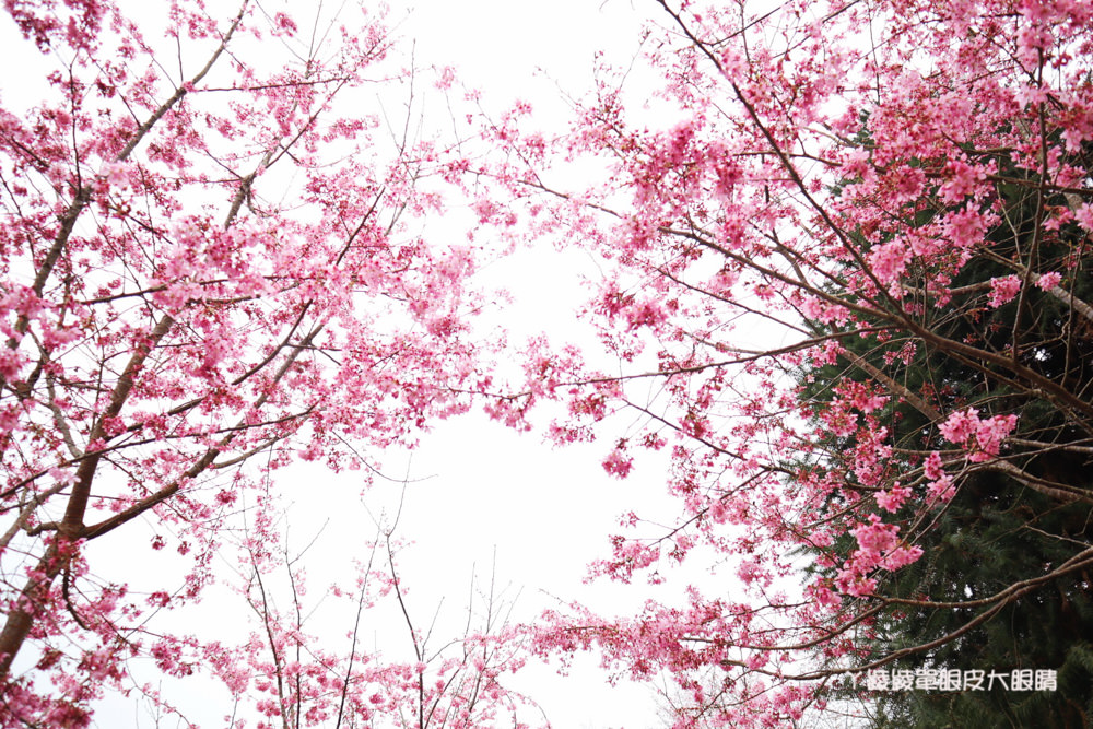 新竹賞櫻景點推薦｜新竹五峰山上人家櫻花初綻放，超美雲海與粉紅櫻花林如人間仙境