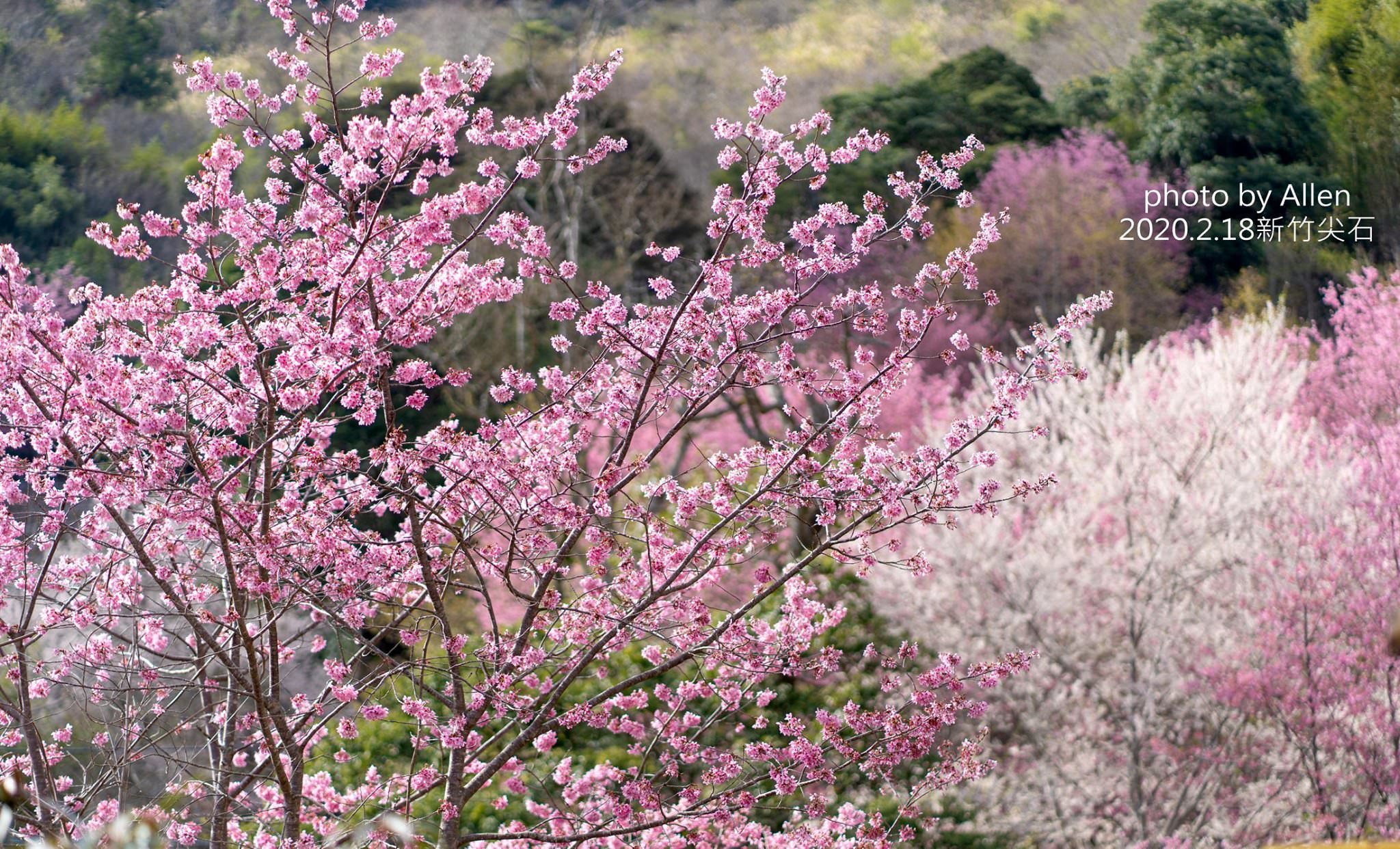 過年走春不只浪漫賞梅景衝一波！清大櫻花率先爆發，春節先來新竹市欣賞一片櫻花林