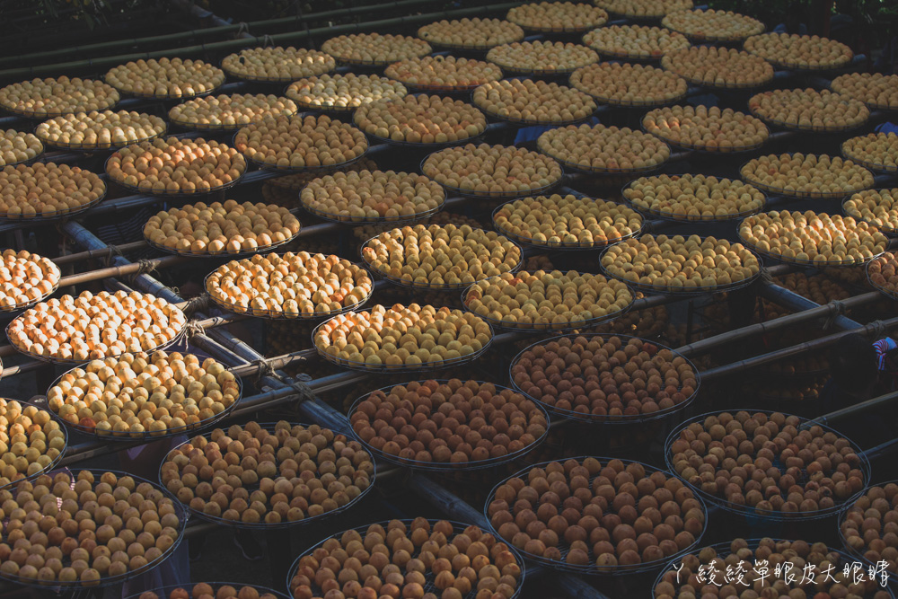新埔味衛佳柿餅觀光農場！乘著九降風欣賞黃澄澄的柿子，免費參觀新竹超人氣柿餅拍照打卡聖地
