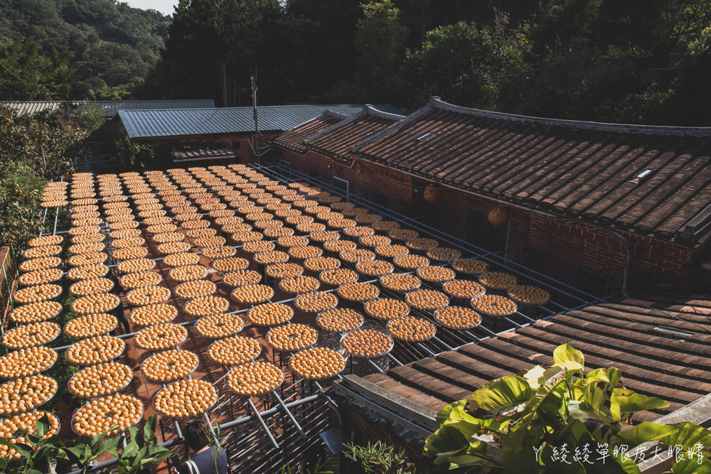 新埔味衛佳柿餅觀光農場！乘著九降風欣賞黃澄澄的柿子，免費參觀新竹超人氣柿餅拍照打卡聖地