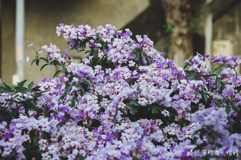 新竹網美拍照打卡景點推薦！新竹竹北新瓦屋季節限定的蒜香藤滿開，花期只有一週！快來拍美炸的紫色瀑布