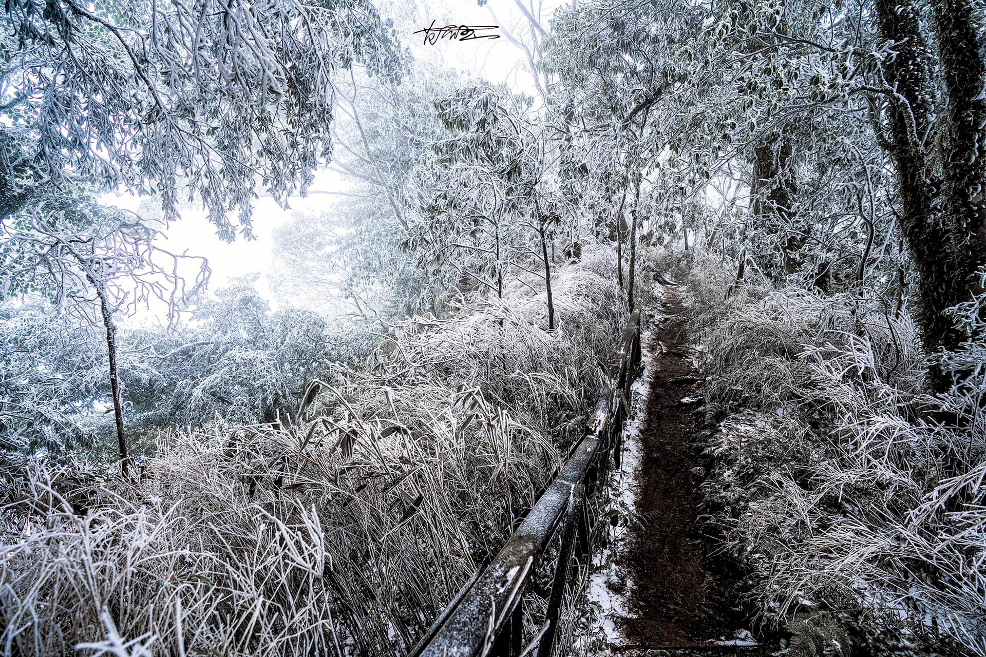 新竹尖石魯壁步道又下雪！放眼望去白皚皚的雪地超美，把握時機賞雪