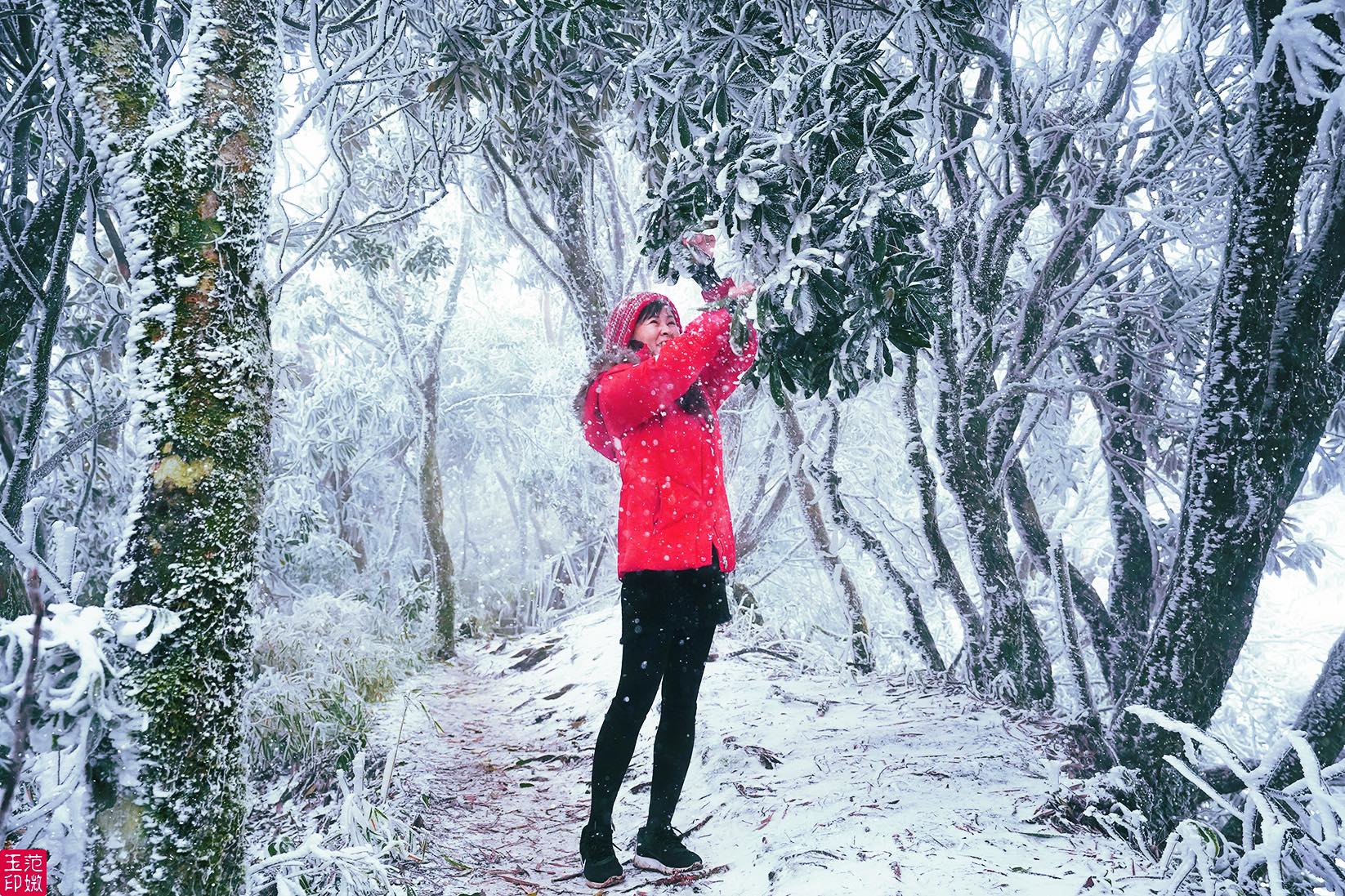 新竹尖石魯壁步道又下雪！放眼望去白皚皚的雪地超美，把握時機賞雪