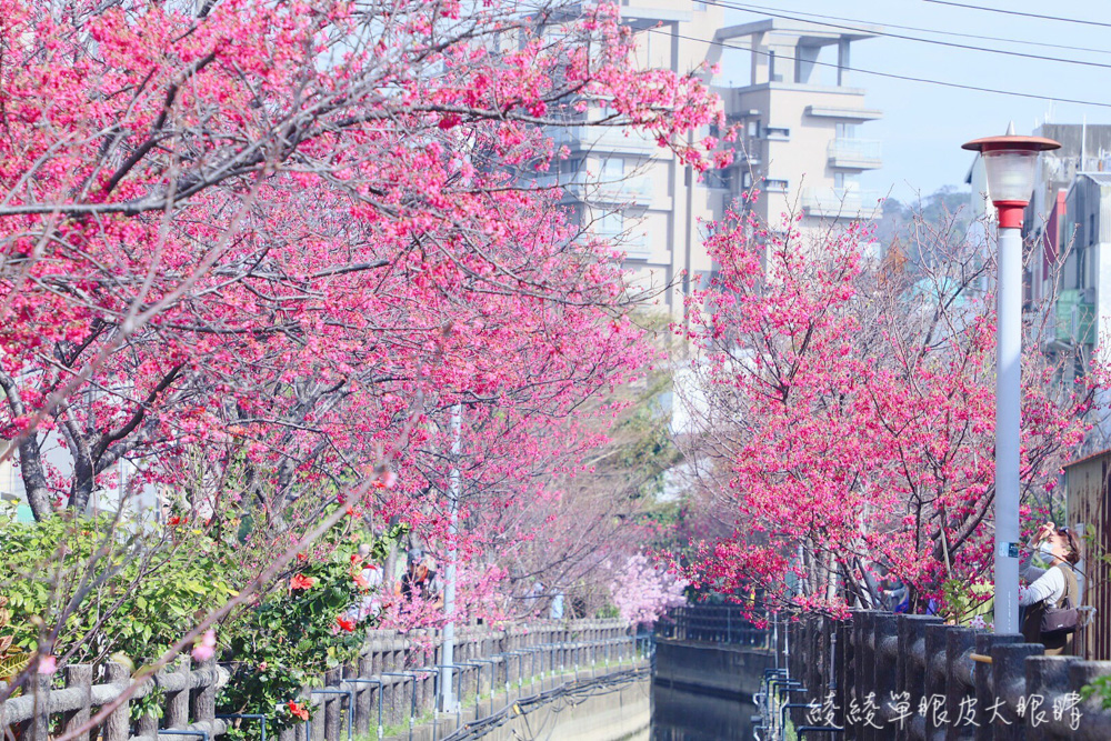 新竹私藏賞櫻景點！新竹仙炸的櫻花景點，粉嫩花朵與水面形成絕美呼應！彷若來到日本