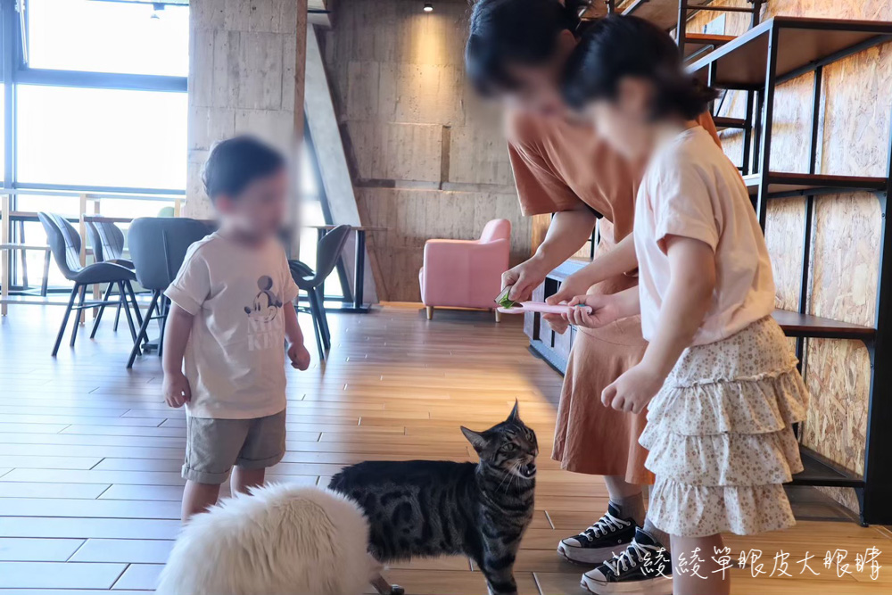 新竹旅遊景點推薦卡菲努努親子寵物餐廳！沙坑魚池大草皮放電溜小孩，還可以擼貓、餵梅花鹿