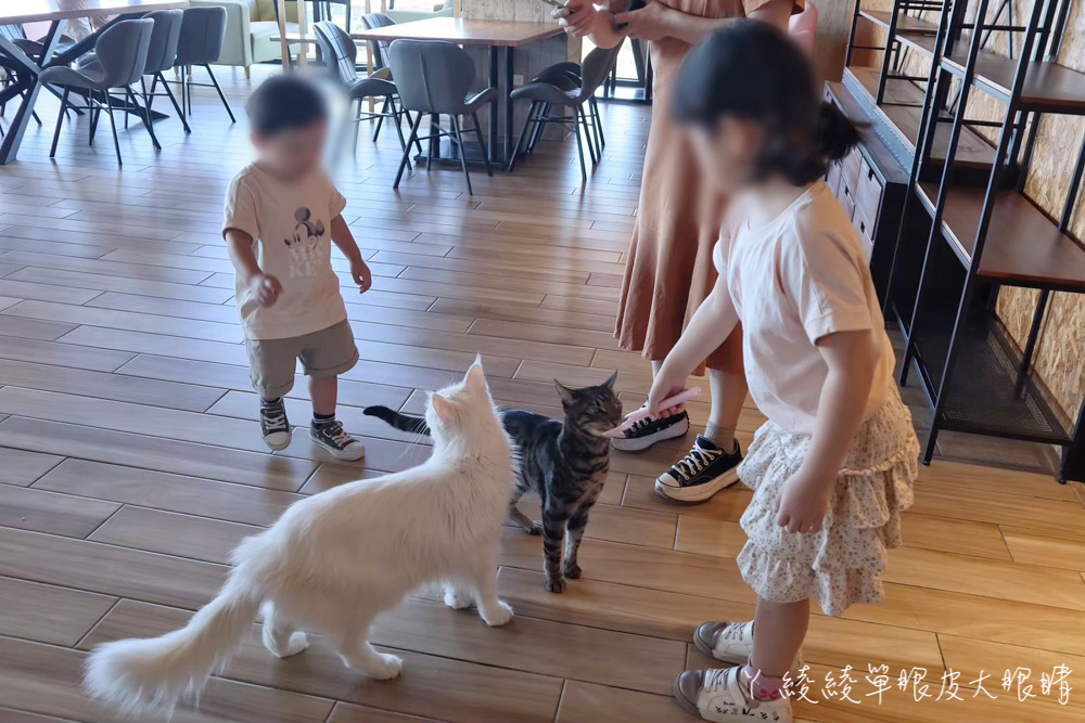 新竹旅遊景點推薦卡菲努努親子寵物餐廳！沙坑魚池大草皮放電溜小孩，還可以擼貓、餵梅花鹿