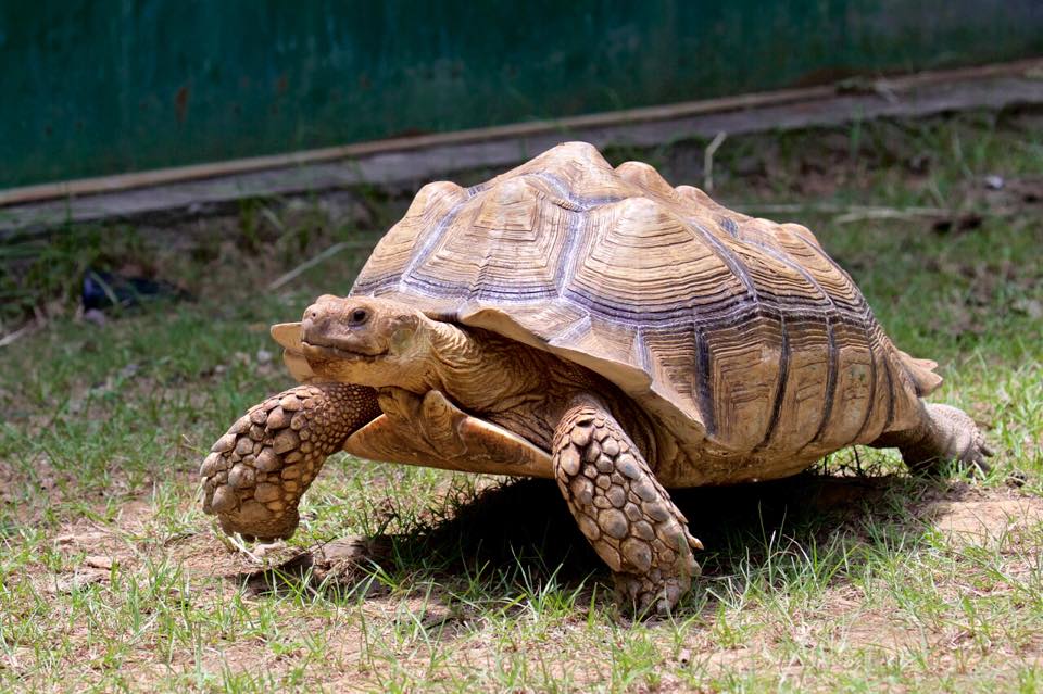 新竹市立動物園正式開園！新竹動物園開放時間、園區導覽、入園門票、停車接駁車交通資訊懶人包