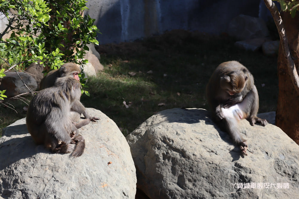 新竹市立動物園正式開園！新竹動物園開放時間、園區導覽、入園門票、停車接駁車交通資訊懶人包