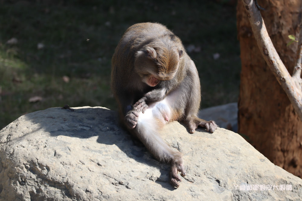 新竹市立動物園正式開園！新竹動物園開放時間、園區導覽、入園門票、停車接駁車交通資訊懶人包