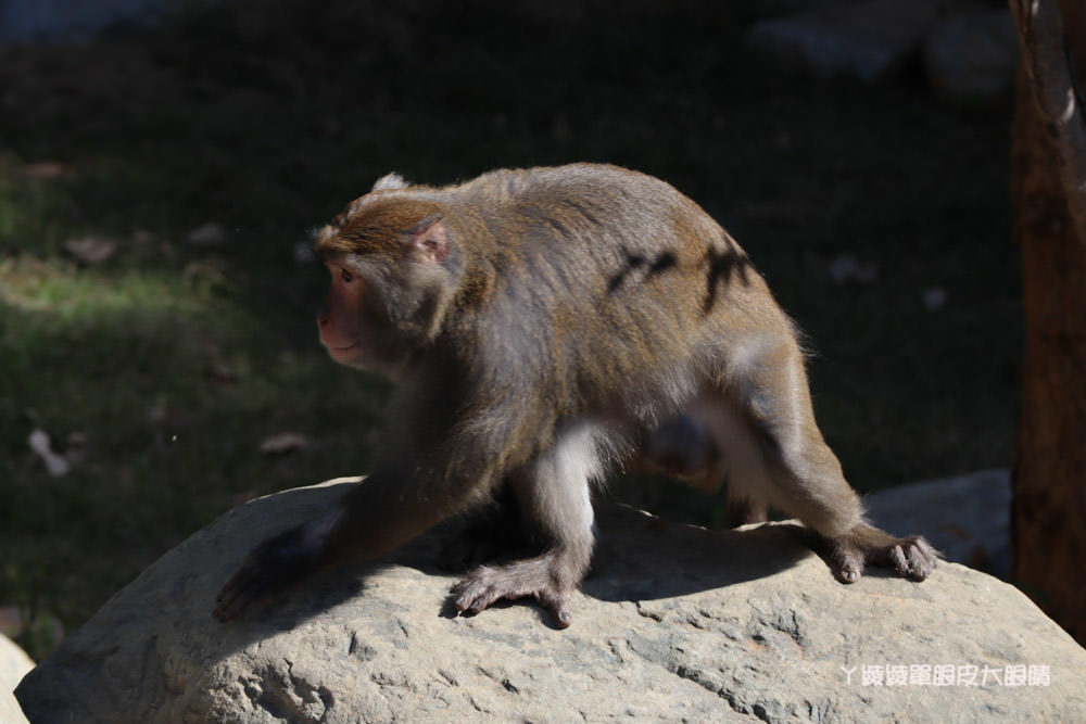 新竹市立動物園正式開園！新竹動物園開放時間、園區導覽、入園門票、停車接駁車交通資訊懶人包