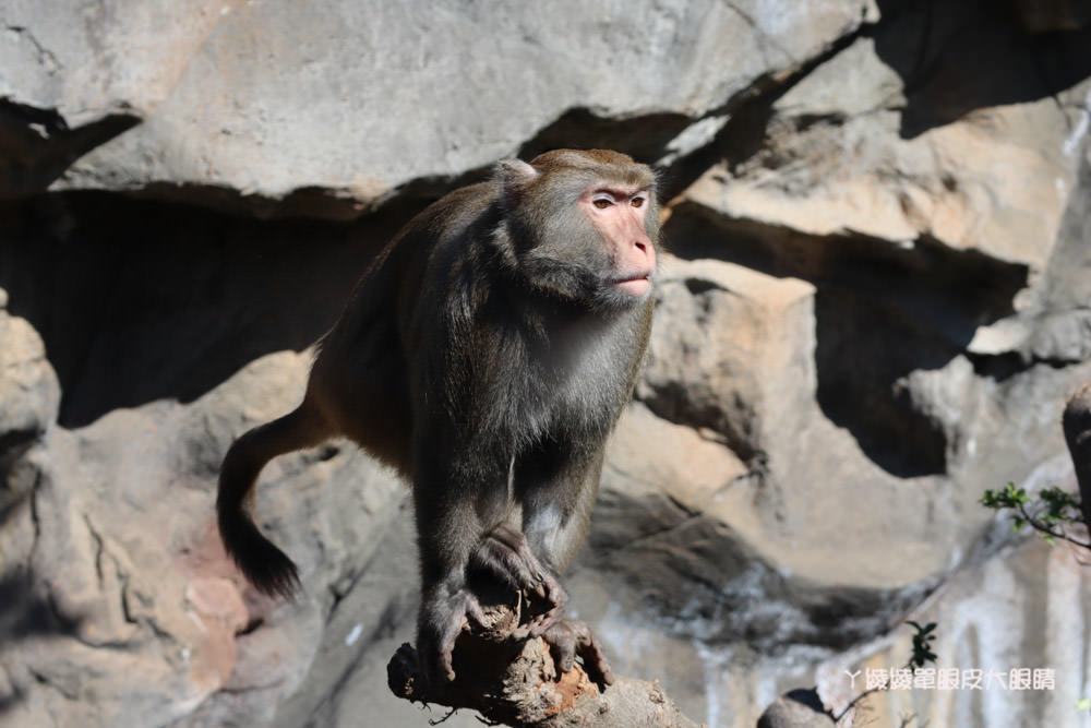 新竹市立動物園正式開園！新竹動物園開放時間、園區導覽、入園門票、停車接駁車交通資訊懶人包