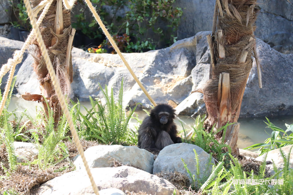 新竹市立動物園正式開園！新竹動物園開放時間、園區導覽、入園門票、停車接駁車交通資訊懶人包