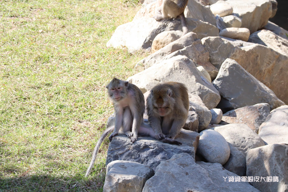 新竹市立動物園正式開園！新竹動物園開放時間、園區導覽、入園門票、停車接駁車交通資訊懶人包