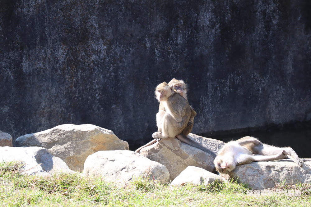 新竹市立動物園正式開園！新竹動物園開放時間、園區導覽、入園門票、停車接駁車交通資訊懶人包