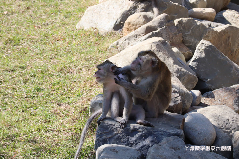 新竹市立動物園正式開園！新竹動物園開放時間、園區導覽、入園門票、停車接駁車交通資訊懶人包