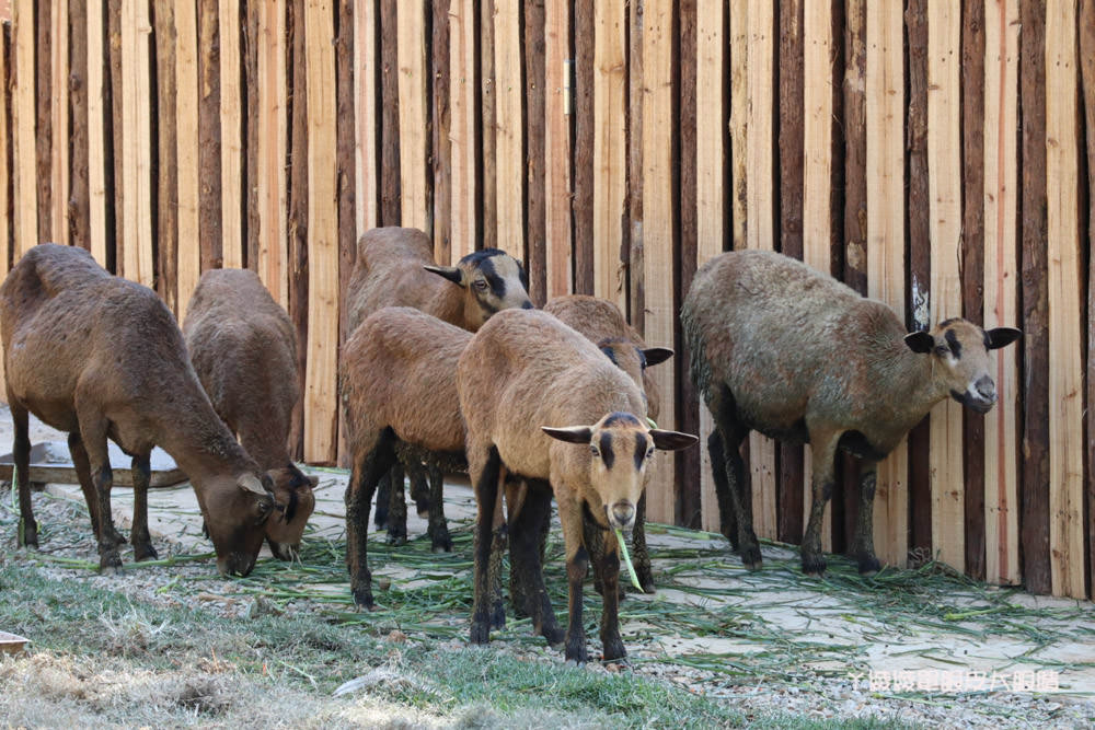 新竹市立動物園正式開園！新竹動物園開放時間、園區導覽、入園門票、停車接駁車交通資訊懶人包