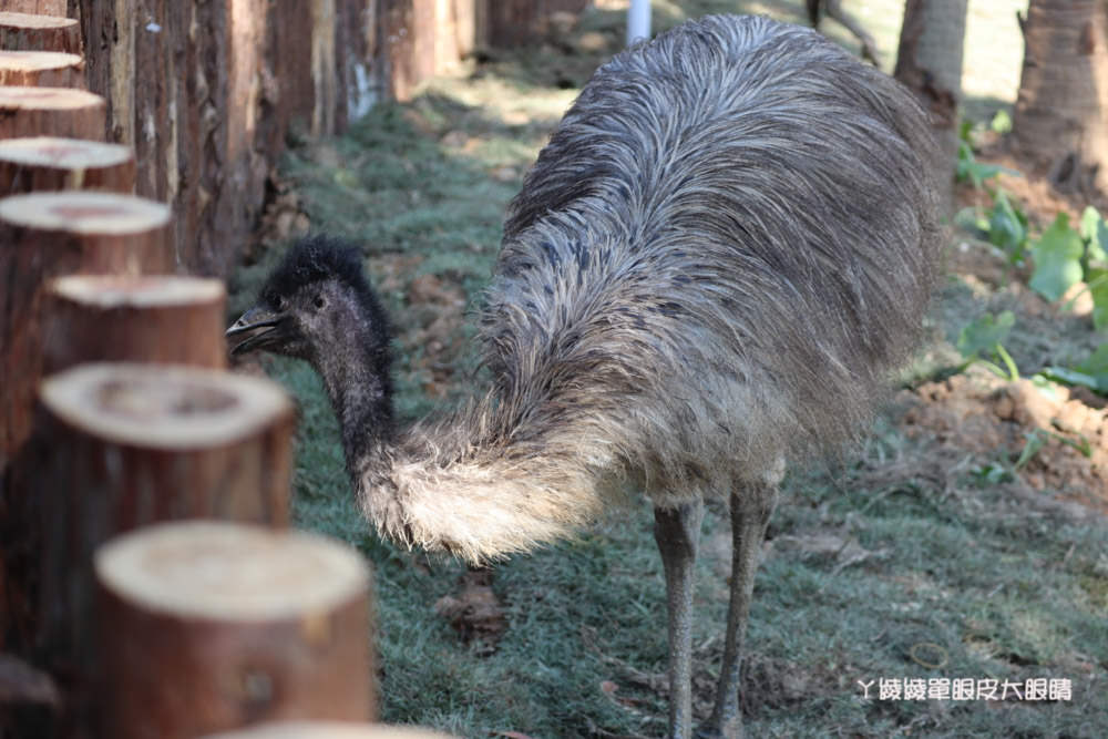 新竹市立動物園正式開園！新竹動物園開放時間、園區導覽、入園門票、停車接駁車交通資訊懶人包