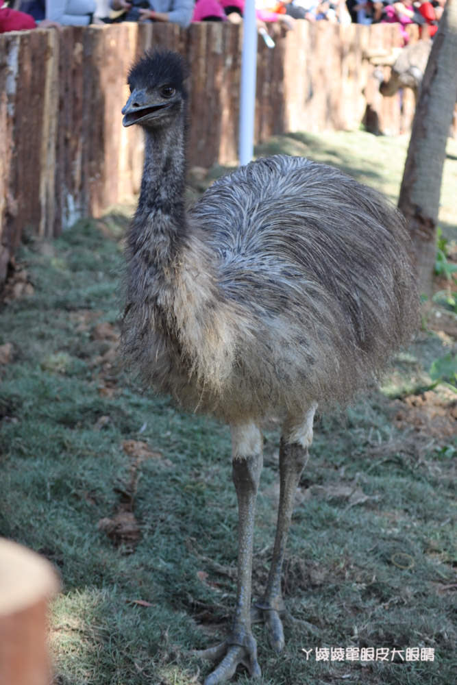 新竹市立動物園正式開園！新竹動物園開放時間、園區導覽、入園門票、停車接駁車交通資訊懶人包