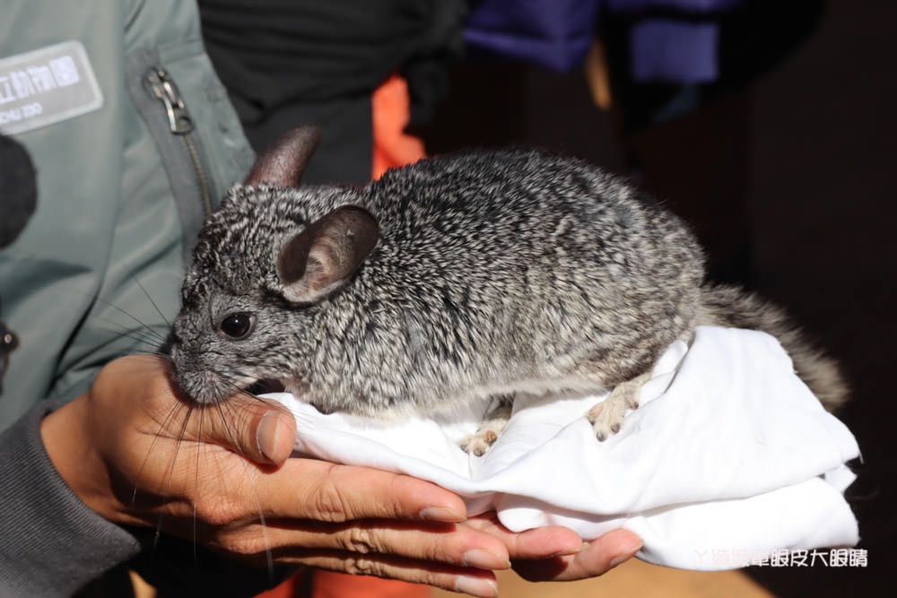 新竹市立動物園正式開園！新竹動物園開放時間、園區導覽、入園門票、停車接駁車交通資訊懶人包