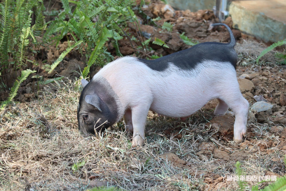 新竹市立動物園正式開園！新竹動物園開放時間、園區導覽、入園門票、停車接駁車交通資訊懶人包