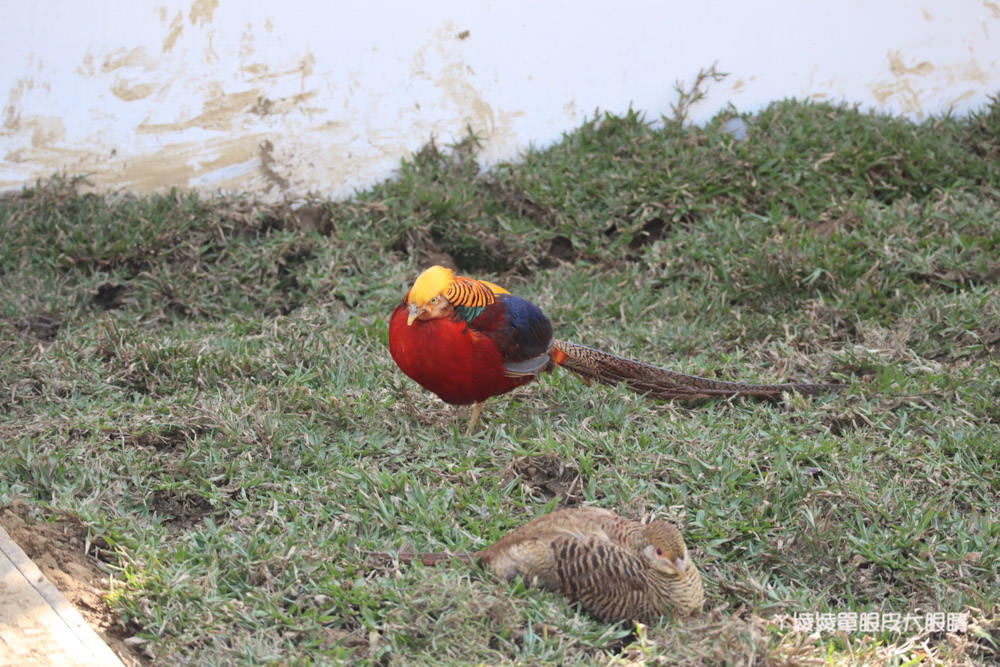 新竹市立動物園正式開園！新竹動物園開放時間、園區導覽、入園門票、停車接駁車交通資訊懶人包