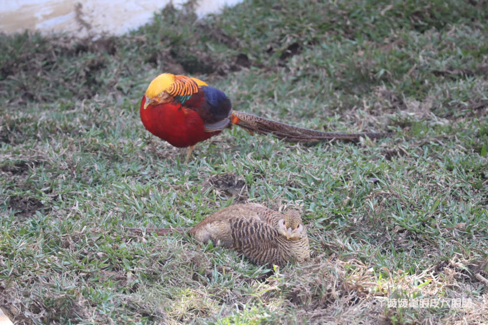 新竹市立動物園正式開園！新竹動物園開放時間、園區導覽、入園門票、停車接駁車交通資訊懶人包