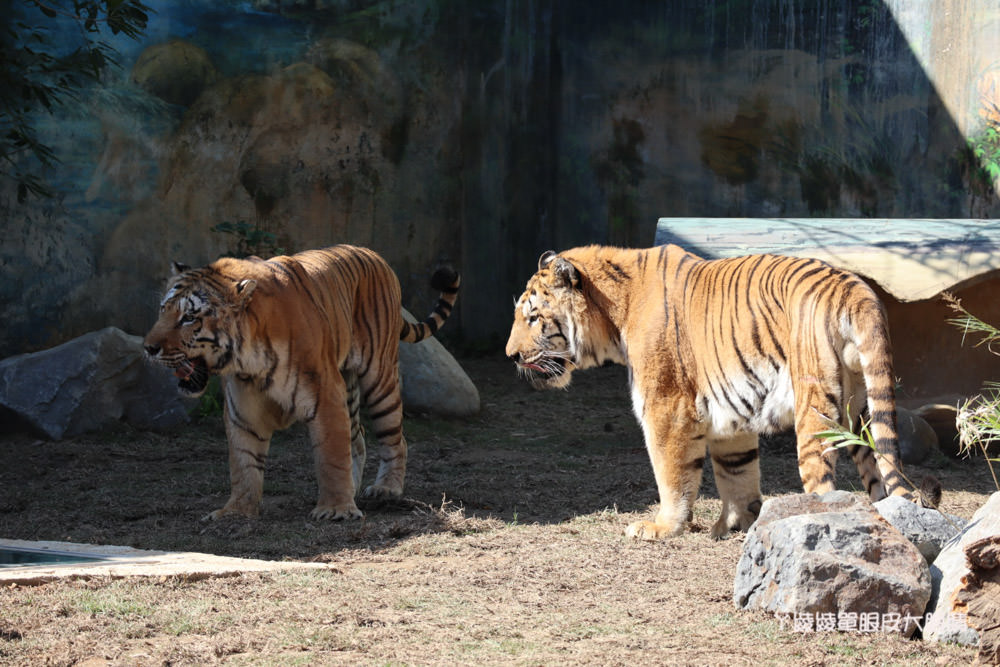 新竹市立動物園正式開園！新竹動物園開放時間、園區導覽、入園門票、停車接駁車交通資訊懶人包