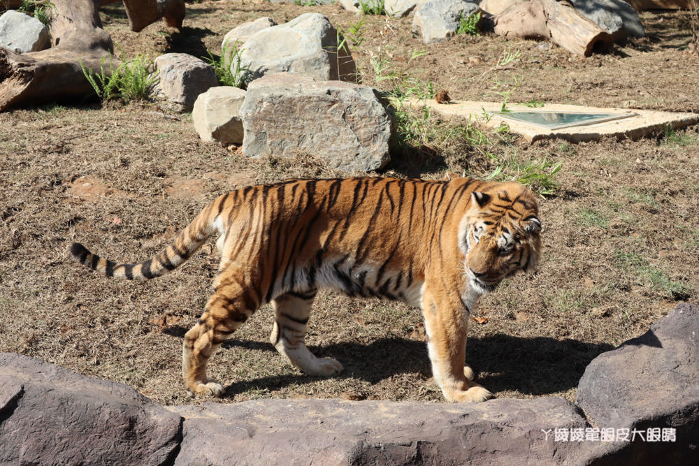 新竹市立動物園正式開園！新竹動物園開放時間、園區導覽、入園門票、停車接駁車交通資訊懶人包