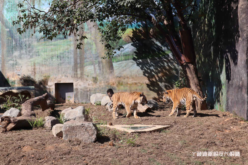 新竹市立動物園正式開園！新竹動物園開放時間、園區導覽、入園門票、停車接駁車交通資訊懶人包