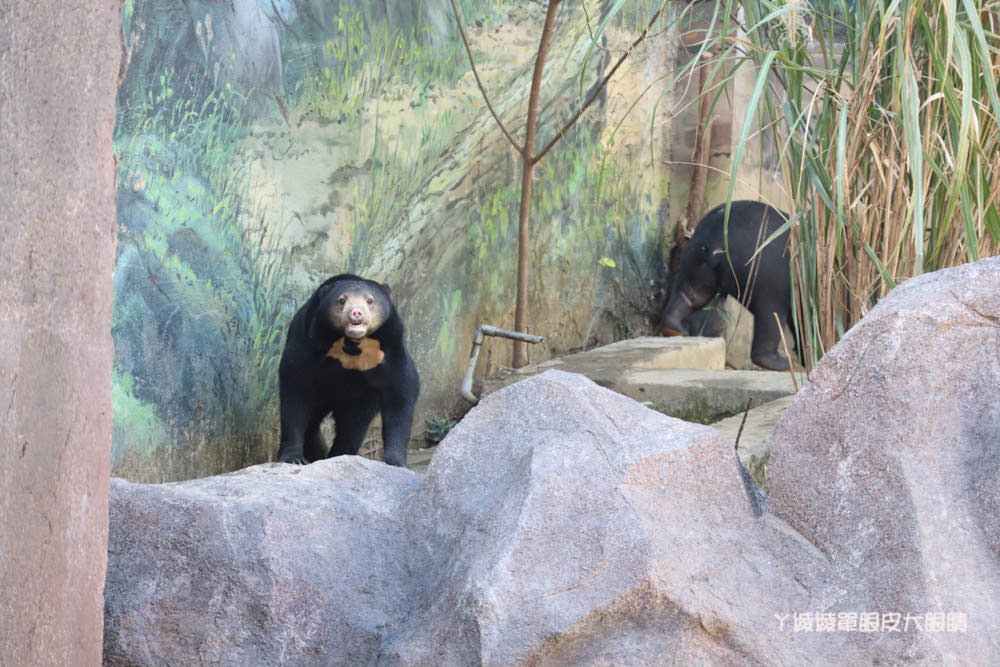 新竹市立動物園正式開園！新竹動物園開放時間、園區導覽、入園門票、停車接駁車交通資訊懶人包