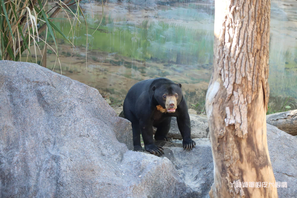 新竹市立動物園正式開園！新竹動物園開放時間、園區導覽、入園門票、停車接駁車交通資訊懶人包