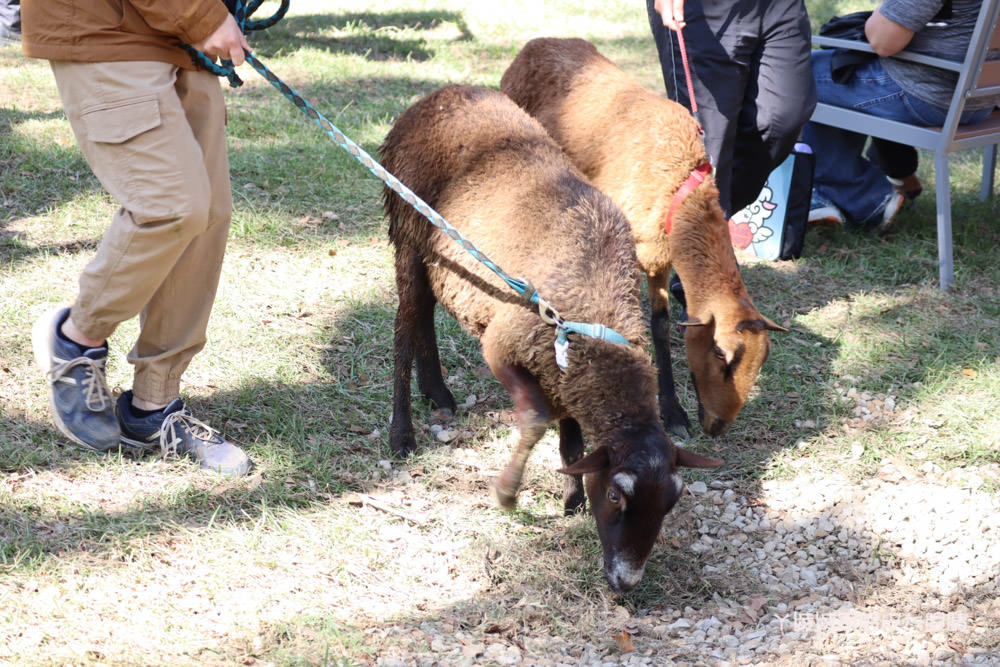 新竹市立動物園正式開園！新竹動物園開放時間、園區導覽、入園門票、停車接駁車交通資訊懶人包