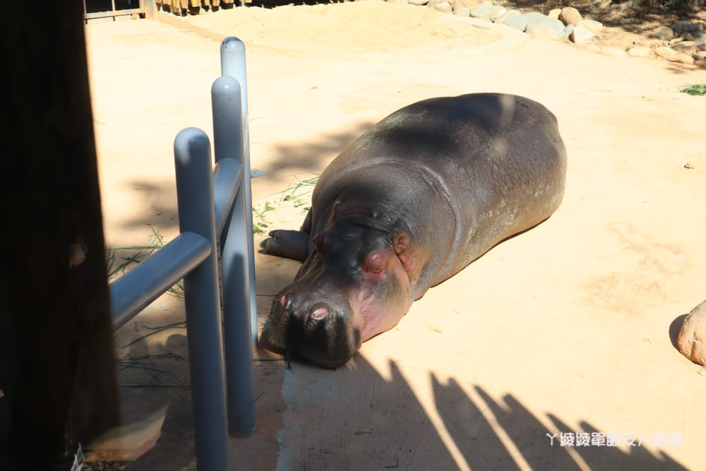 新竹市立動物園正式開園！新竹動物園開放時間、園區導覽、入園門票、停車接駁車交通資訊懶人包