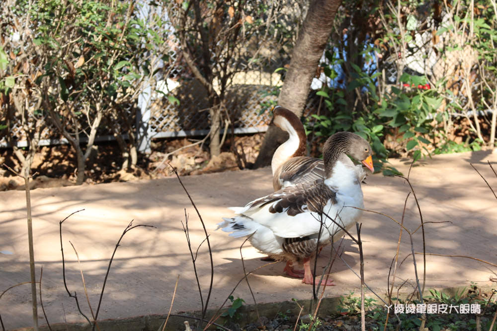 新竹市立動物園正式開園！新竹動物園開放時間、園區導覽、入園門票、停車接駁車交通資訊懶人包