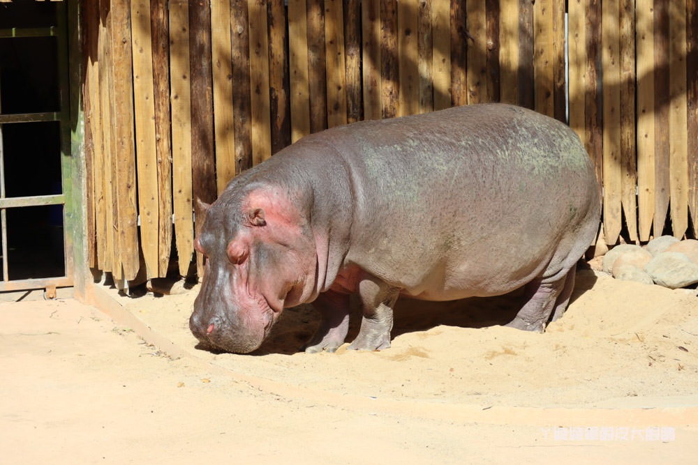 新竹市立動物園正式開園！新竹動物園開放時間、園區導覽、入園門票、停車接駁車交通資訊懶人包