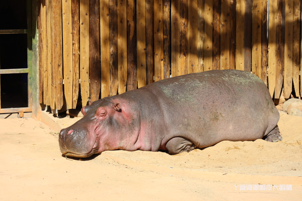 新竹市立動物園正式開園！新竹動物園開放時間、園區導覽、入園門票、停車接駁車交通資訊懶人包