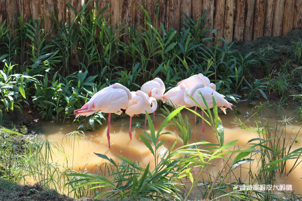 新竹市立動物園正式開園！新竹動物園開放時間、園區導覽、入園門票、停車接駁車交通資訊懶人包