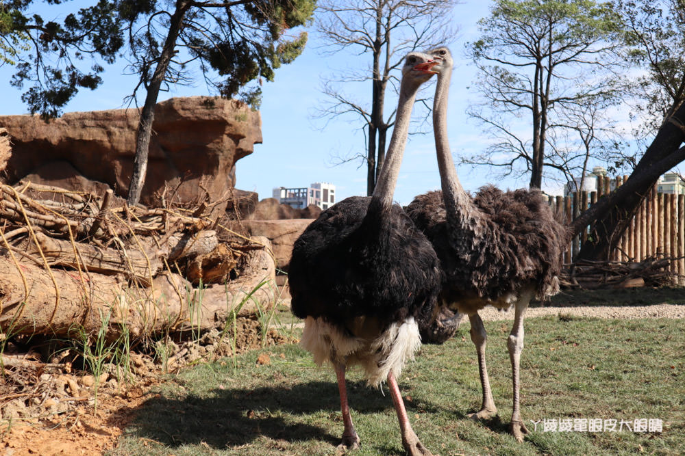 新竹市立動物園正式開園！新竹動物園開放時間、園區導覽、入園門票、停車接駁車交通資訊懶人包