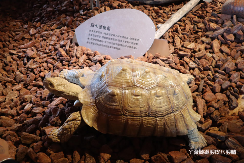 新竹市立動物園正式開園！新竹動物園開放時間、園區導覽、入園門票、停車接駁車交通資訊懶人包