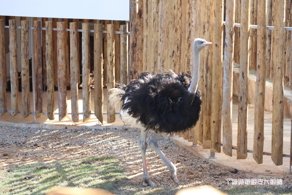 新竹市立動物園正式開園！新竹動物園開放時間、園區導覽、入園門票、停車接駁車交通資訊懶人包