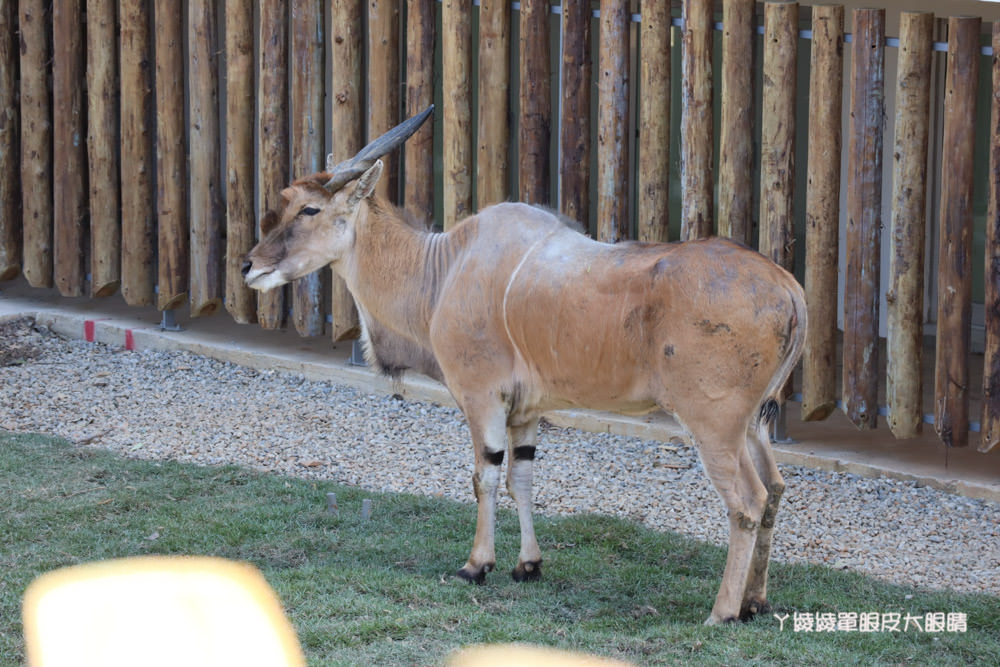 新竹市立動物園正式開園！新竹動物園開放時間、園區導覽、入園門票、停車接駁車交通資訊懶人包