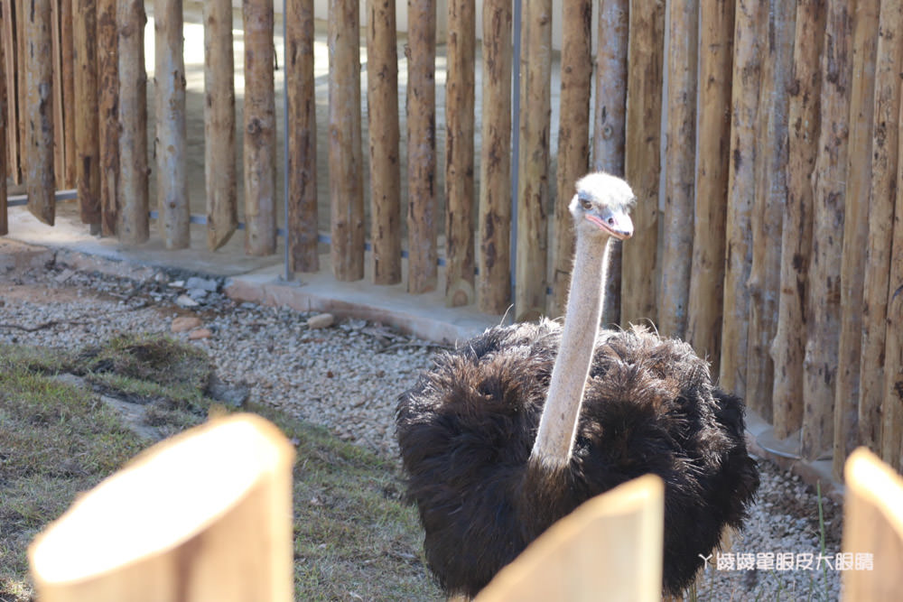 新竹市立動物園正式開園！新竹動物園開放時間、園區導覽、入園門票、停車接駁車交通資訊懶人包