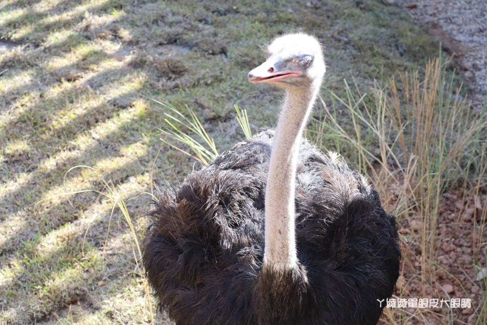 新竹市立動物園正式開園！新竹動物園開放時間、園區導覽、入園門票、停車接駁車交通資訊懶人包